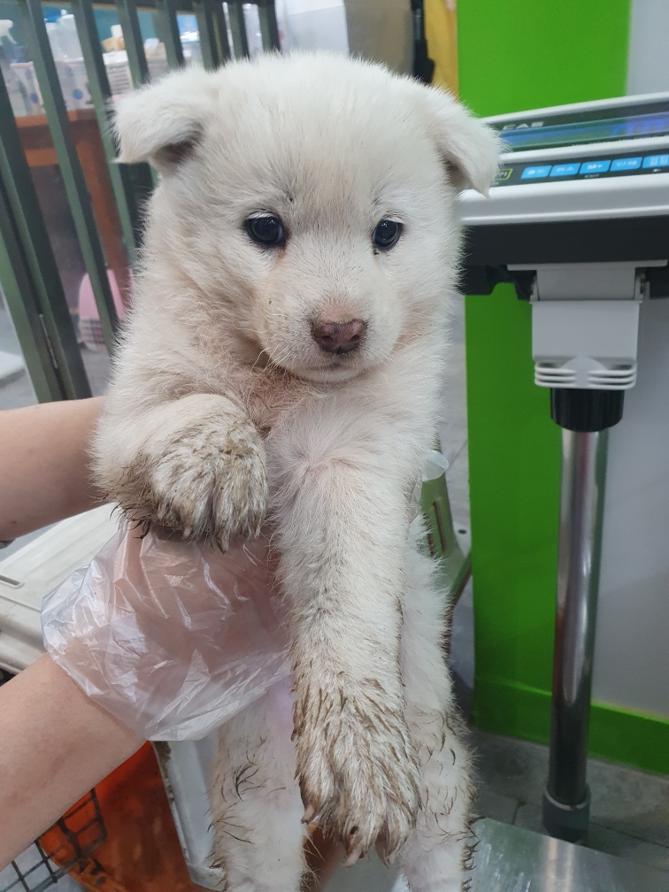 펫앤쉘터동물병원_441378202400171